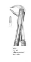  Fig. 81 lower premolars and roots 